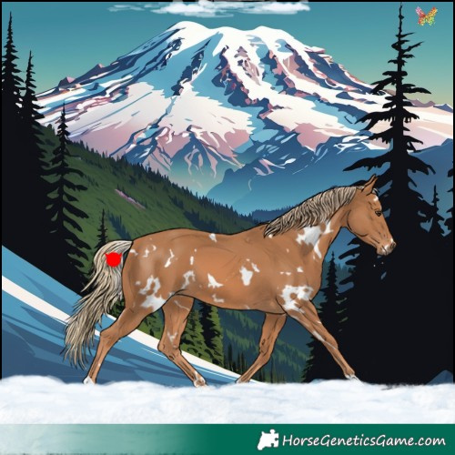 Horse Color:White Spotted Chestnut 