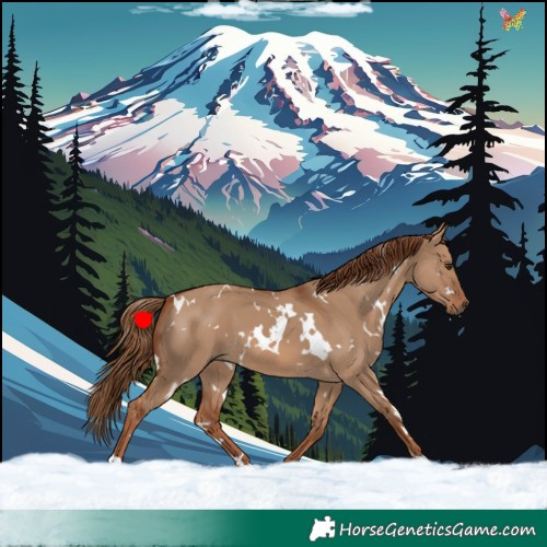 Horse Color:White Spotted Red Dun 