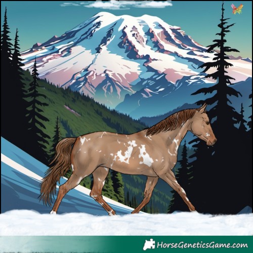Horse Color:White Spotted Red Dun 