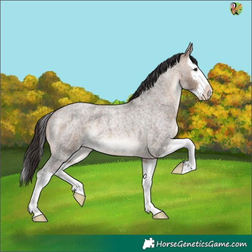 Horse Color:Brown Roan Dun Splash 