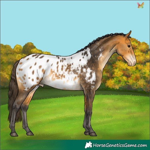 Horse Color:Buckskin Appaloosa