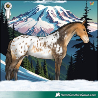 Horse Color:Buckskin Appaloosa