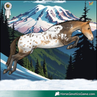 Horse Color:Buckskin Appaloosa 