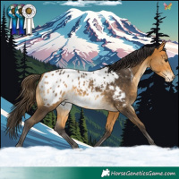 Horse Color:Buckskin Appaloosa 