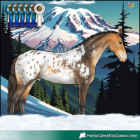 Horse Color:Buckskin Blanket 