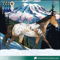 Horse Color:Buckskin Appaloosa 