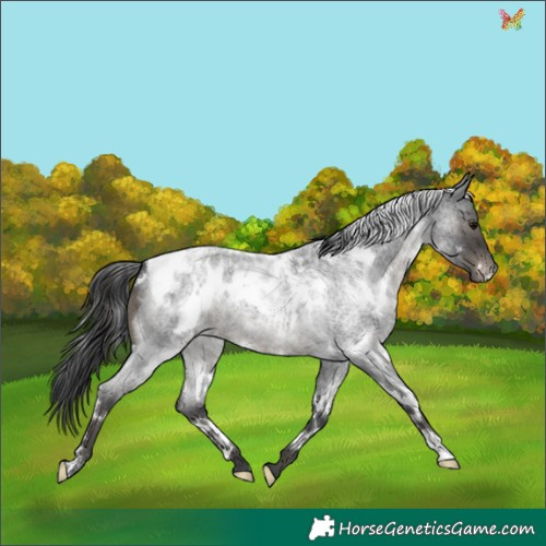 Horse Color:White Spotted Blue Roan Appaloosa 