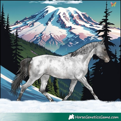 Horse Color:White Spotted Blue Roan Appaloosa 