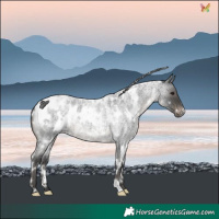 Horse Color:White Spotted Blue Roan Blanket