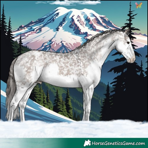 Horse Color:Brown Dun Splash Appaloosa 