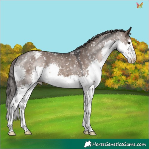 Horse Color:Brown Dun Splash Appaloosa 