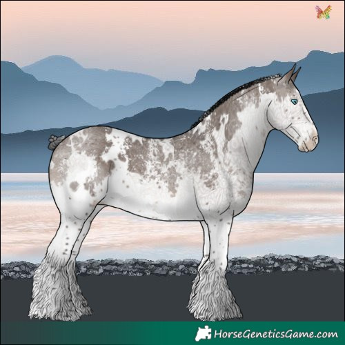 Horse Color:White Spotted Brown Dun Sabino Splash 