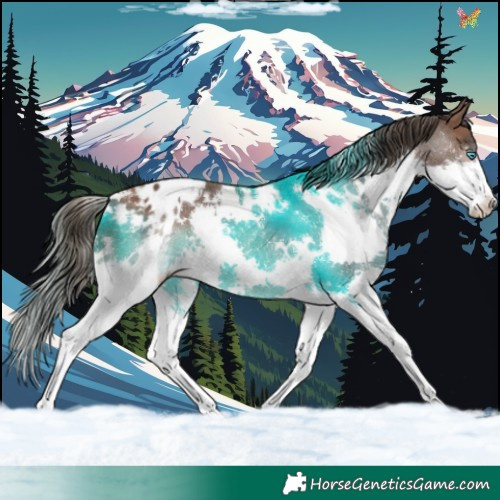 Horse Color:White Spotted Bay Splash Appaloosa 