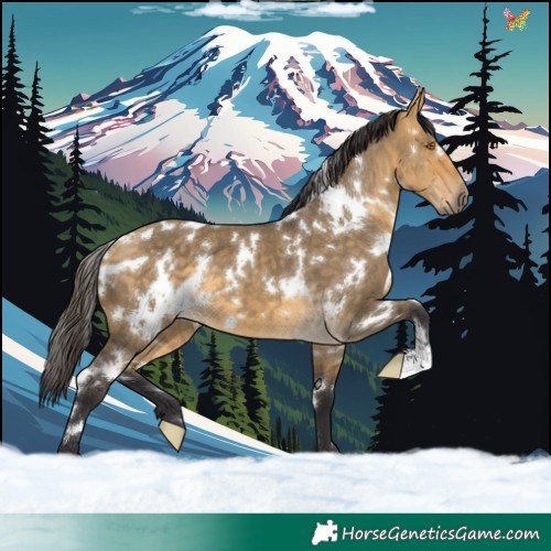 Horse Color:White Spotted Buckskin Dun 