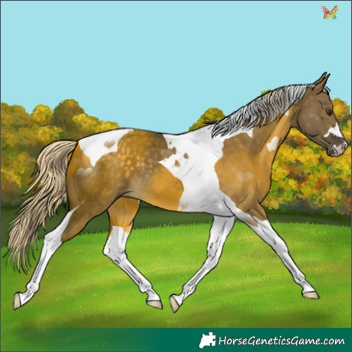 Horse Color:Silver Buckskin Dun Tobiano 