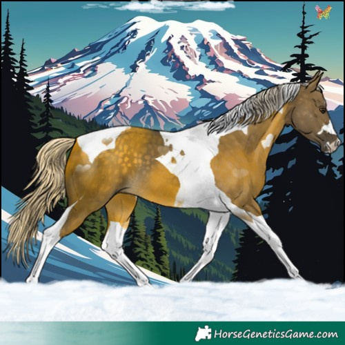 Horse Color:Silver Buckskin Dun Tobiano 