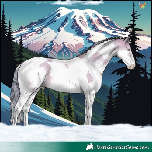 Horse Color:Watercolor Sable Champagne Dun Splash Tobiano 
