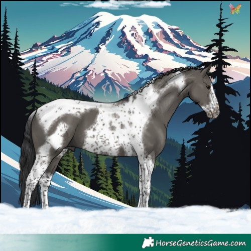 Horse Color:Grullo Tobiano Frame 