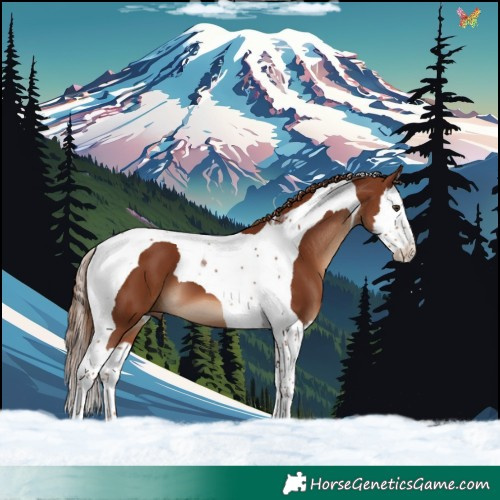 Horse Color:Chestnut Splash Tobiano 