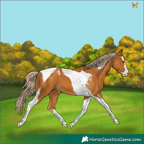 Horse Color:Palomino Splash Tobiano