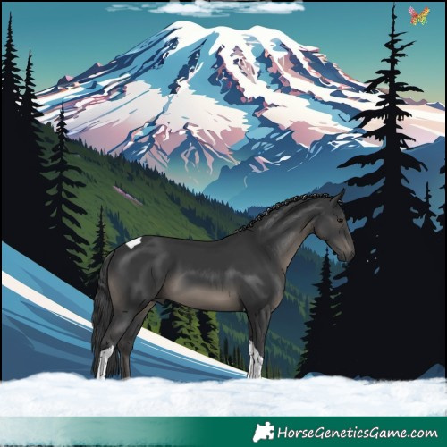 Horse Color:Black Tobiano 