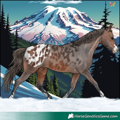Horse Color:Bay Appaloosa Rabicano 