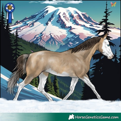 Horse Color:Amber Cream Champagne Splash Rabicano 