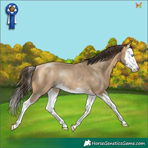 Horse Color:Amber Cream Champagne Splash Rabicano