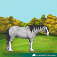 Horse Color:Blue Roan Splash