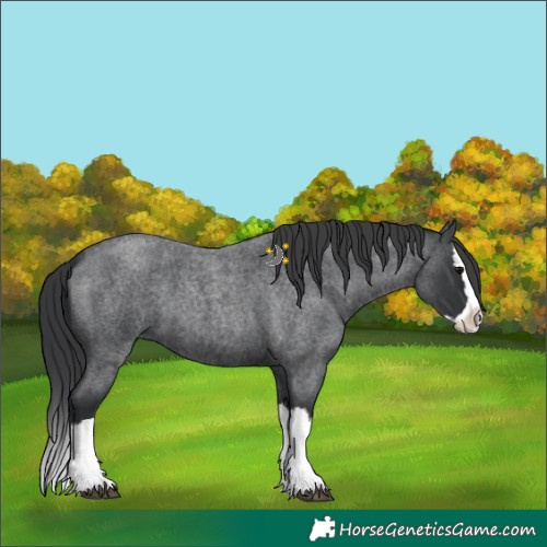 Horse Color:Blue Roan Splash 