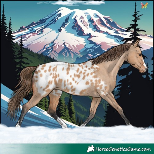 Horse Color:Bay Dun Appaloosa 