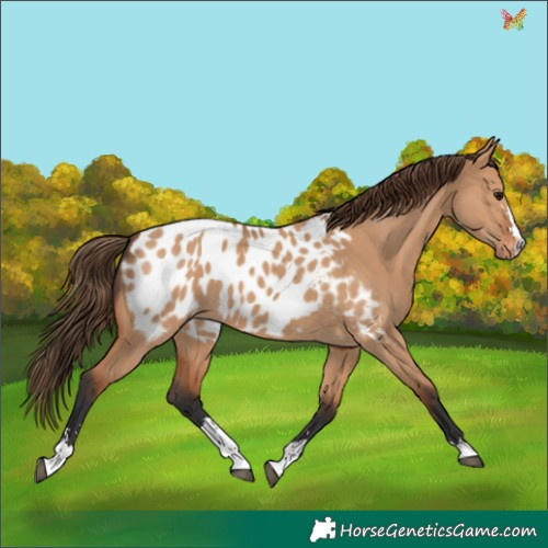 Horse Color:Bay Dun Appaloosa