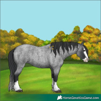 Horse Color:Blue Roan Splash