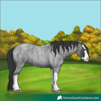 Horse Color:Blue Roan Splash 