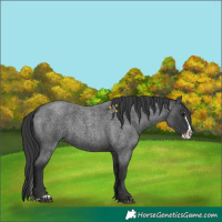 Horse Color:Blue Roan Splash 