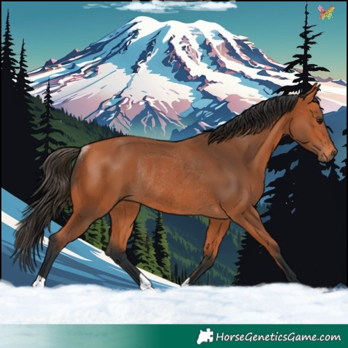 Horse Color:Bay Rabicano 