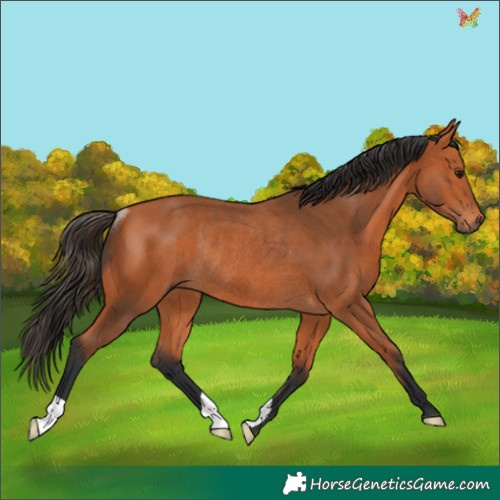 Horse Color:Bay Rabicano