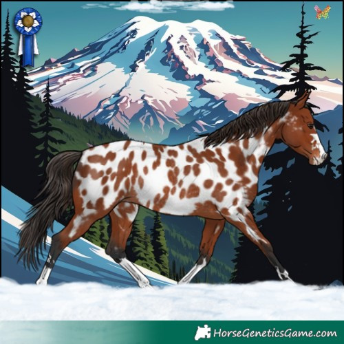 Horse Color:Bay Appaloosa Rabicano 