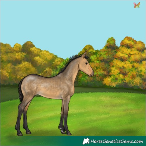 Horse Color:Buckskin Dun Rabicano 