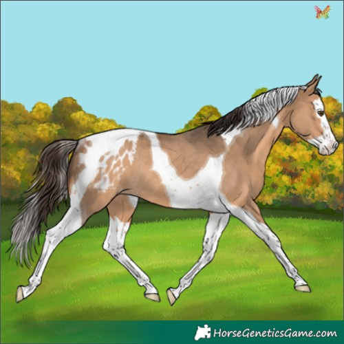 Horse Color:Bay Dun Splash Tobiano Appaloosa Rabicano 