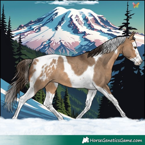 Horse Color:Bay Dun Splash Tobiano Appaloosa Rabicano 