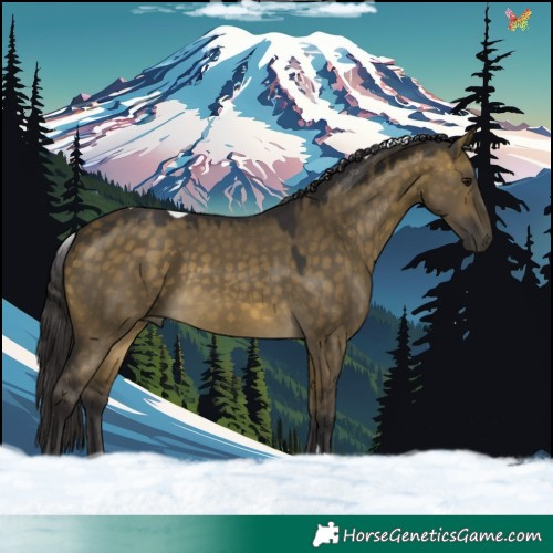 Horse Color:Buckskin Dun Tobiano 