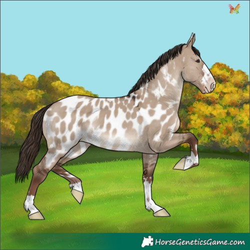 Horse Color:Liver Red Dun Appaloosa
