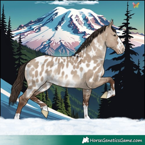 Horse Color:Liver Red Dun Appaloosa 