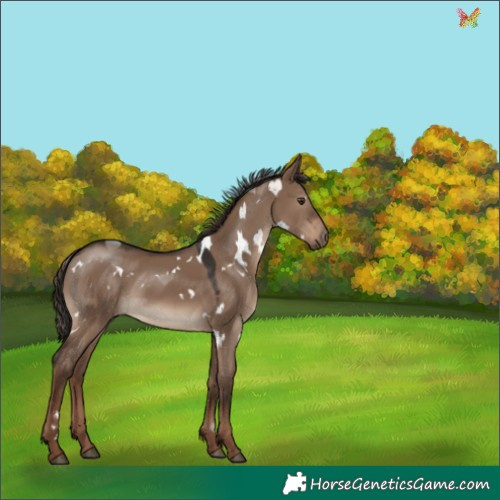 Horse Color:White Spotted Liver Red Dun 