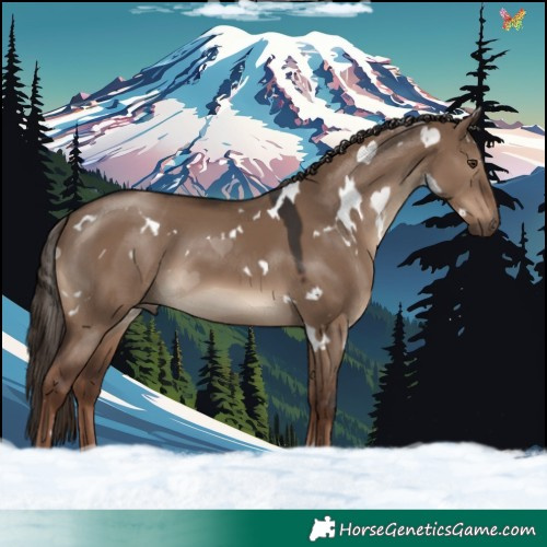 Horse Color:White Spotted Liver Red Dun 