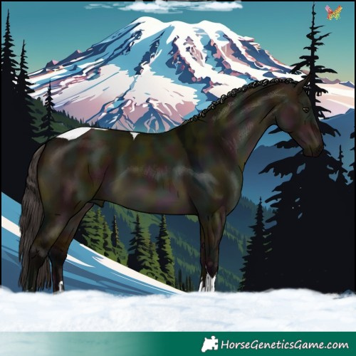 Horse Color:Midnight Bay Dun Tobiano 