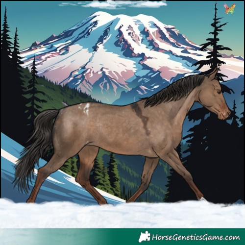 Horse Color:Liver Red Dun Varnish Rabicano 