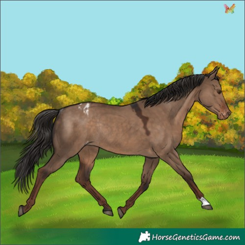 Horse Color:Liver Red Dun Appaloosa Rabicano 