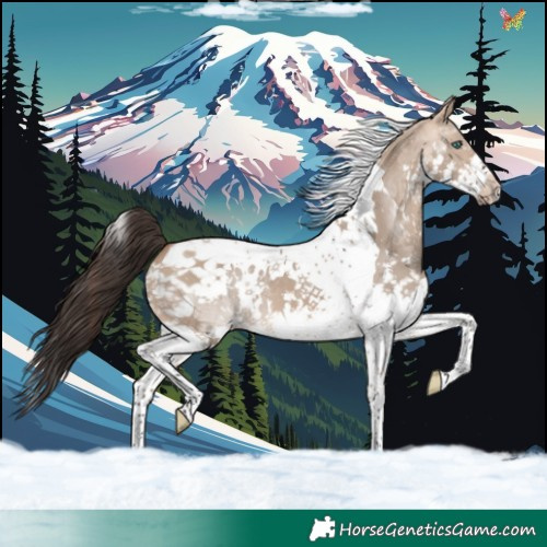 Horse Color:White Spotted Bay Dun Splash Tobiano 